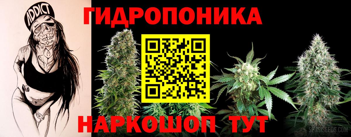 Бошки Шишки конопля Махачкала